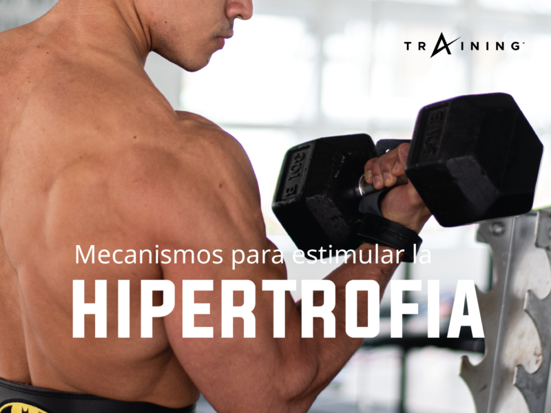 Mecanismos Para Estimular La Hipertrofia - Training By Warfit